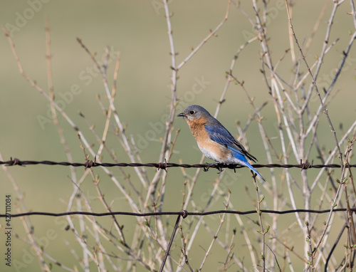 Female Eastern Bluebird Sitting on Wire in Early Spring  