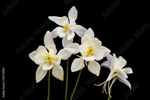 White columbine flowers isolated on black background