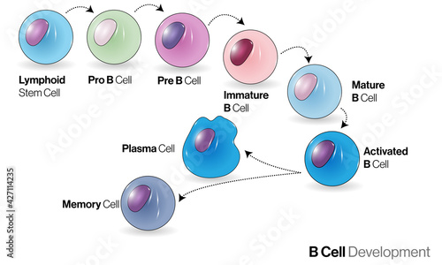 Illustration of Human immune B cell. 