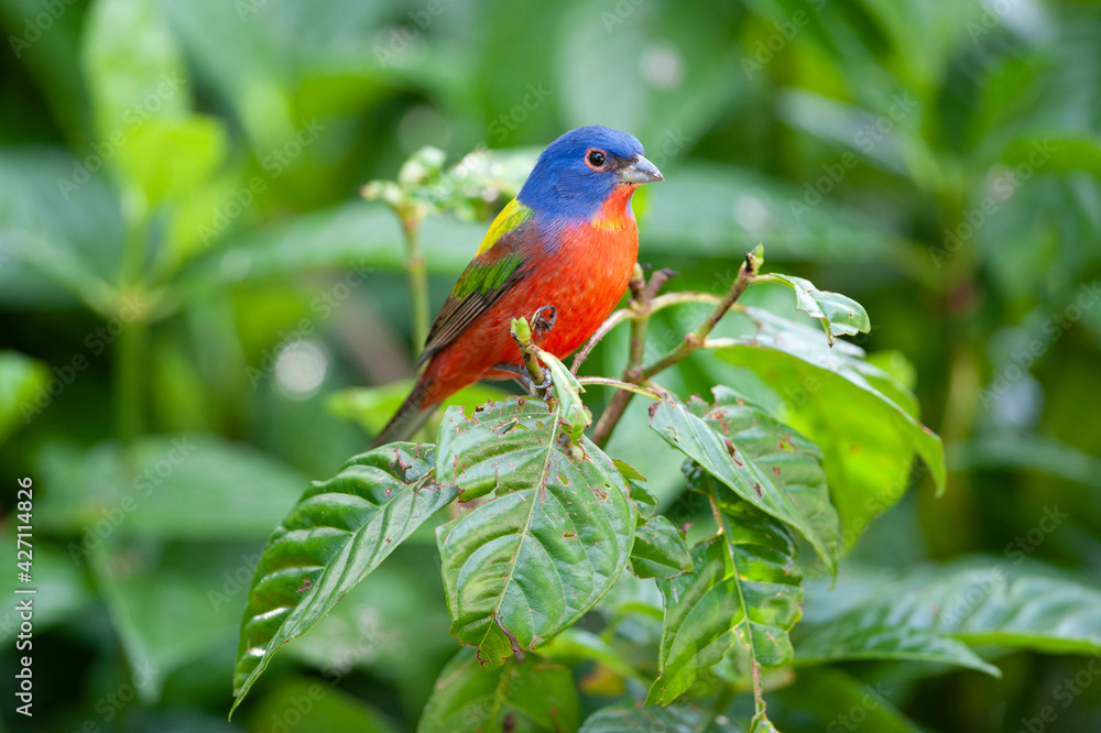 Fototapeta premium Painted Bunting Male on Branch