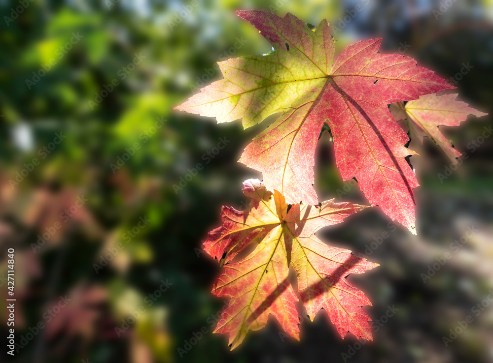 Leaves of the undergrowth caressed by the sun. Leaves of the undergrowth caressed by the sun.