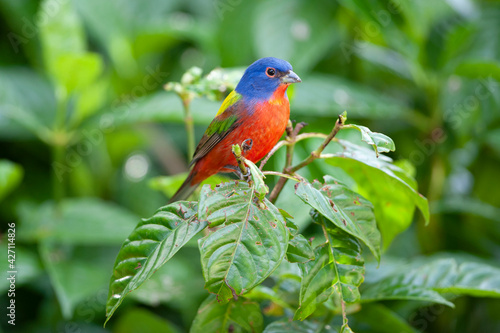Painted Bunting Male on Branch