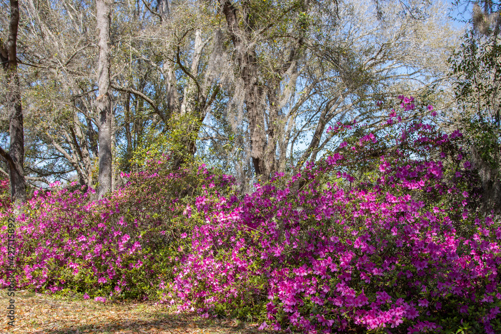 Springtime in southern USA, flowers blooming beneath Spanish Moss