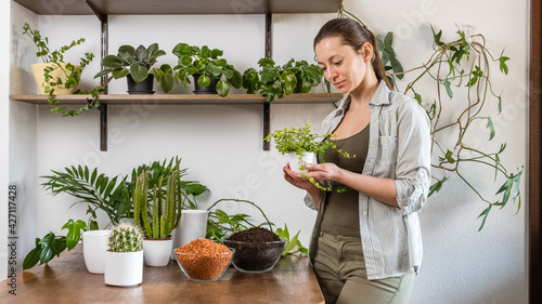 Young caucasian woman gardener holds green plant in white flowerpot for transplanting in hand. Plants, cacti, drainage and soil on wooden table. Indoor planting and gardening. DIY home garden