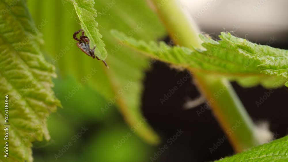 Tick runs macro at green leaf. Episode 4:2:2 Tick runs macro at green leaf. Episode 4:2:2