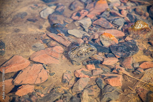 Stones in a Forebay Pond are stained red from iron in the Acid Mine Drainage