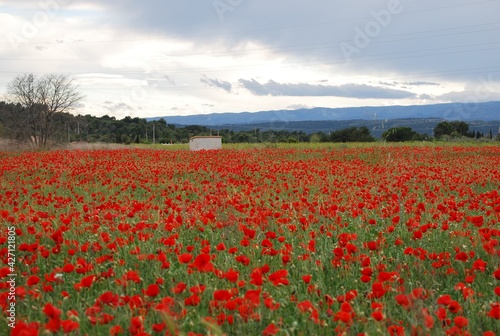 Red Floral Poppy Field Landscape