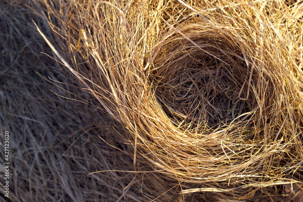 Empty nest in spring forest top view. Dry grass background with place for products. Empty nest in spring forest top view. Dry grass background with place for products.