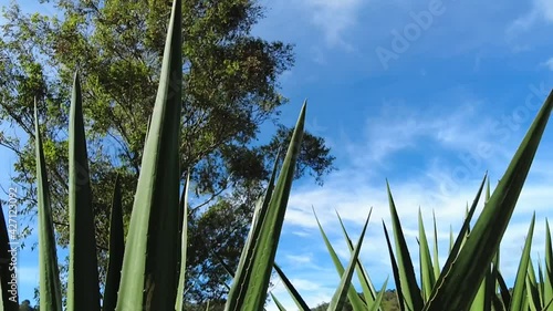 movement between beautiful relaxing sabila penca with blue sky photo