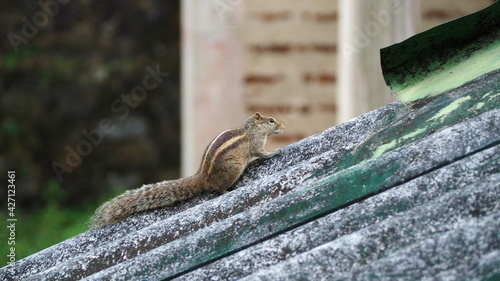 palm squirrel on the roof in sri lanka