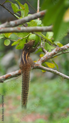 palm squirrel eating fruit in sri lanka