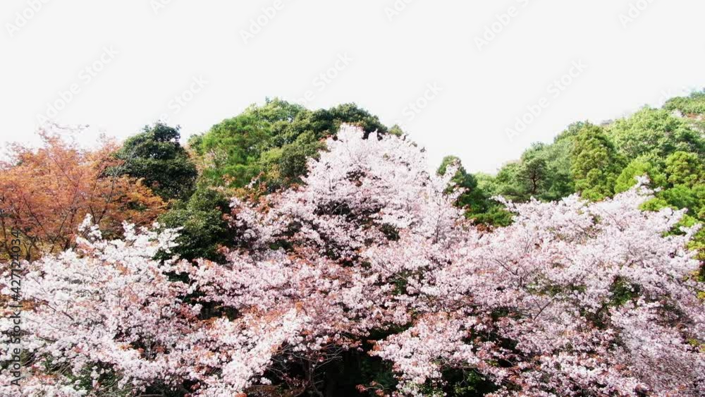 高峰山の山桜(茨城県桜川市) 高峰山の山桜(茨城県桜川市)