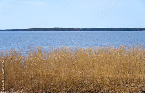 Dry plant on the Baltic Sea coast in Finland in the spring