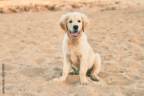 Beautiful and cute golden retriever puppy dog having fun at the beach sitting on the golden sand. Lovely labrador purebred at the shore on summer