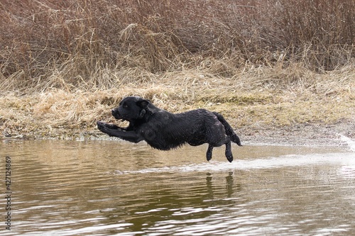 Black labs leaps into the water.