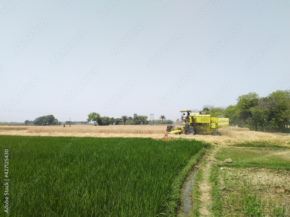 Fototapeta premium combine harvester working on a field