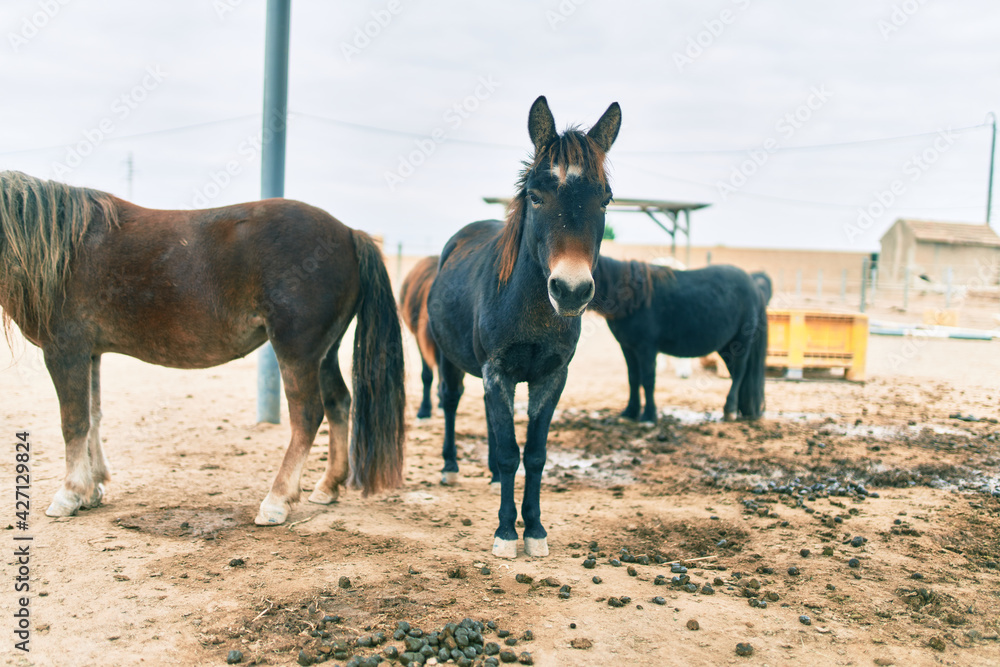 Adorable ponies walking at the farm Adorable ponies walking at the farm