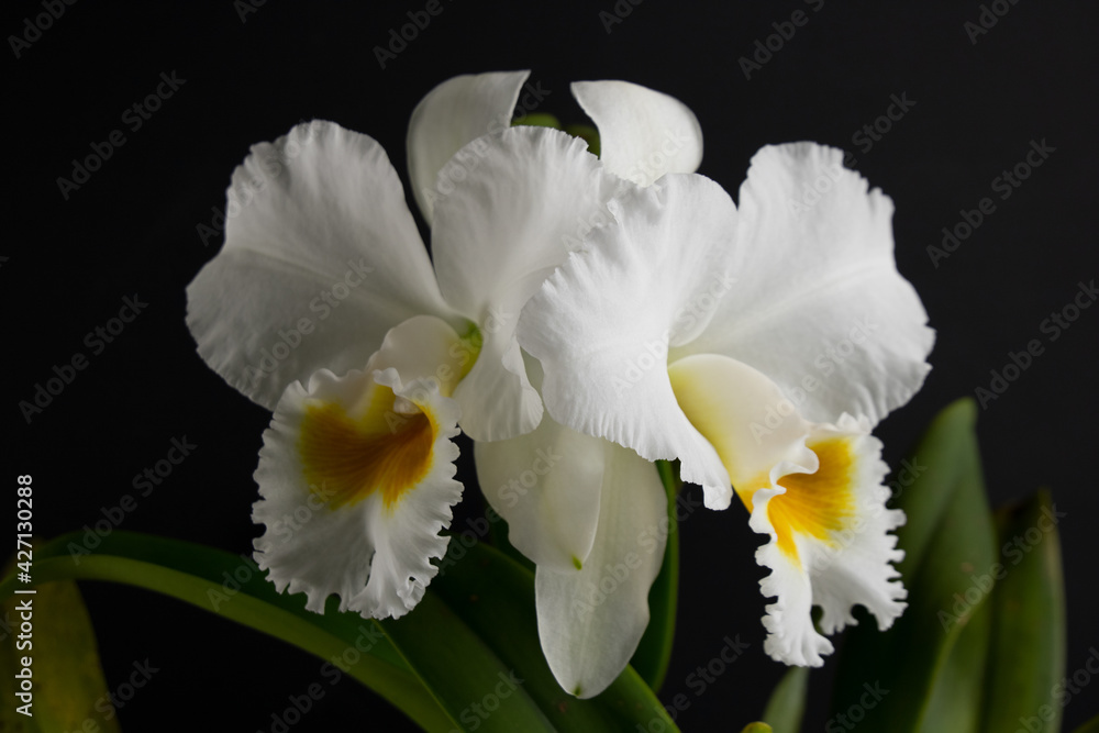 Giant White Cattleya orchid in a black background Giant White Cattleya orchid in a black background