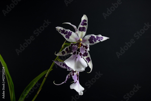 Beallara Orchid Flower. These hybrid orchid have purple and white colors photo