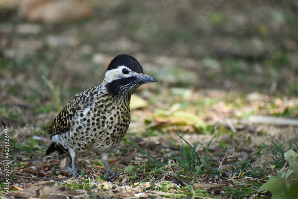 green-barred woodpecker (Colaptes melanochloros) green-barred woodpecker (Colaptes melanochloros)