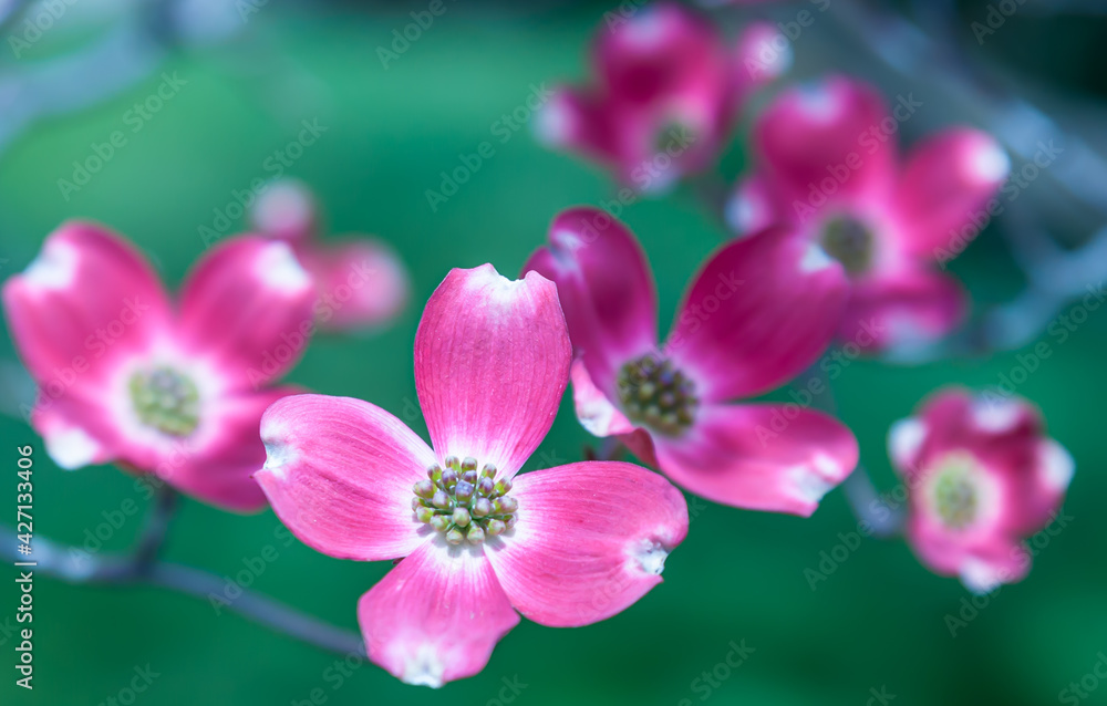 Flowering pink dogwood trees in Swissvale, Pennsylvania, USA with a blurred background Flowering pink dogwood trees in Swissvale, Pennsylvania, USA with a blurred background