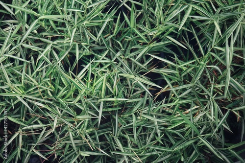 Close up of green grass plant background or texture