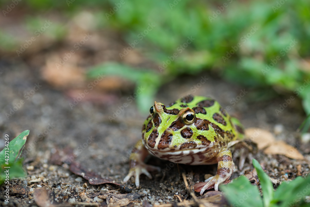 Obraz premium closeup argentine horned frog on ground