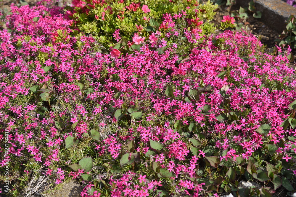 Moss phlox blooms flowers from spring to early summer, and it looks like a carpet of flowers Moss phlox blooms flowers from spring to early summer, and it looks like a carpet of flowers