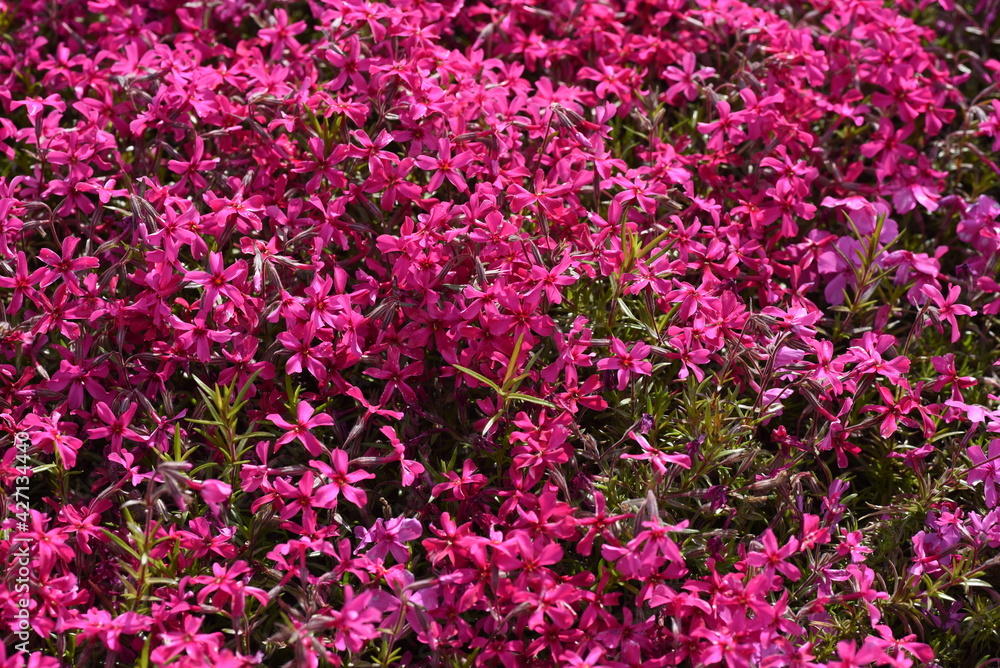 Obraz premium Moss phlox blooms flowers from spring to early summer, and it looks like a carpet of flowers
