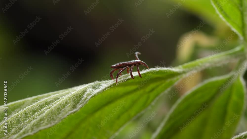 Tick runs macro at green leaf. Episode 4:2:2 Tick runs macro at green leaf. Episode 4:2:2