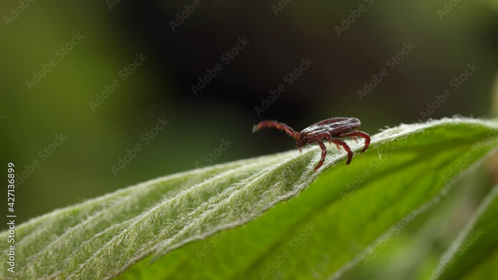 Tick runs macro at green leaf. Episode 4:2:2 Tick runs macro at green leaf. Episode 4:2:2