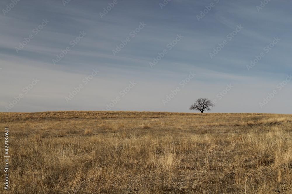 Lonely Tree2