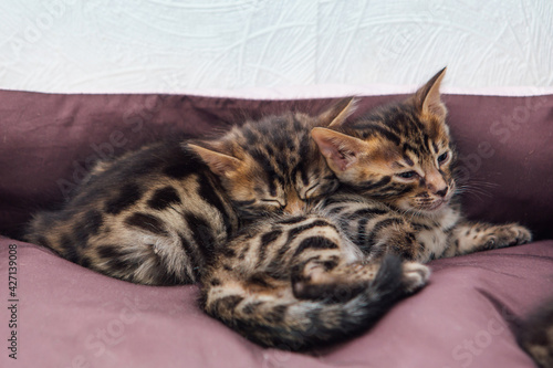 Closee-up Bengal charcoal kittens laying on the pillow