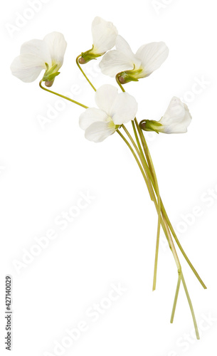 White flowers of garden Viola isolated on white background. Bouquet of white spring Viola flowers. White pansy flowers 