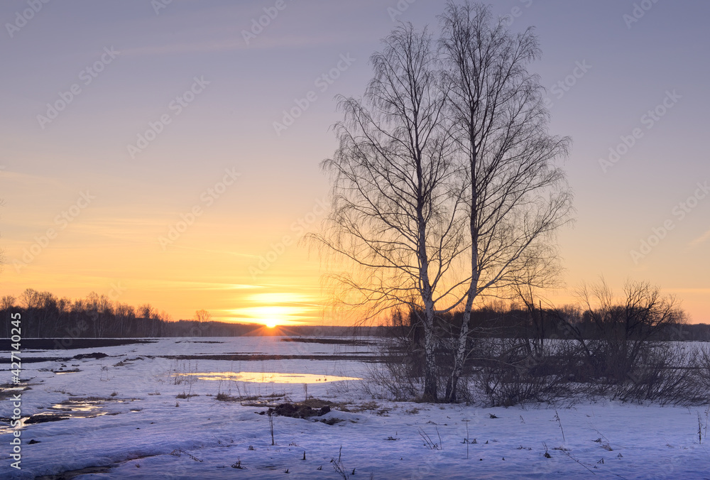 Morning in the spring field. A birch tree with bare branches in a snow-covered field against the background of the morning sunrise. Siberia, Russia Morning in the spring field. A birch tree with bare branches in a snow-covered field against the background of the morning sunrise. Siberia, Russia