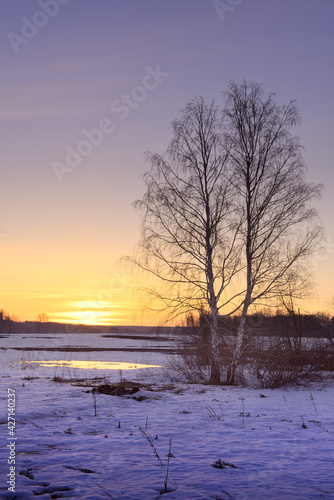 Morning in the spring field. A birch tree with bare branches in a snow-covered field against the background of the morning sunrise. Siberia  Russia