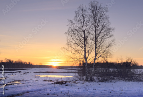 Morning in the spring field. A birch tree with bare branches in a snow-covered field against the background of the morning sunrise. Siberia, Russia © ArhSib