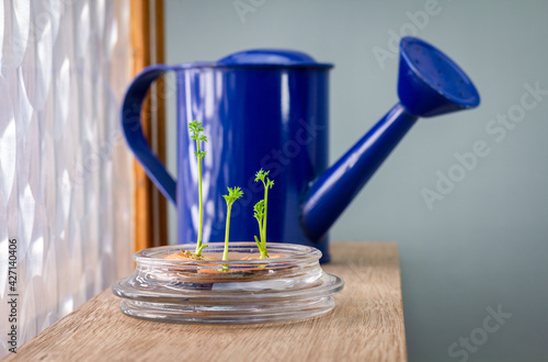 Carrot tops growing in water in a glass bowl on window sill regrow fresh homegrown food photo