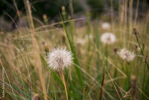 dandelion seen in the foreground