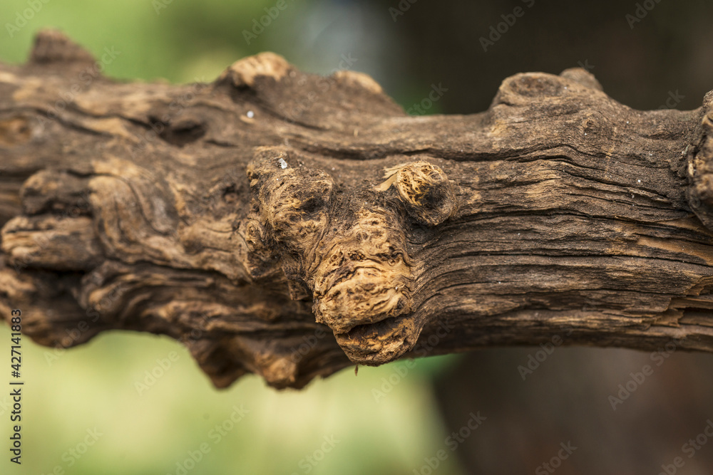 branch in which an face was formed naturally