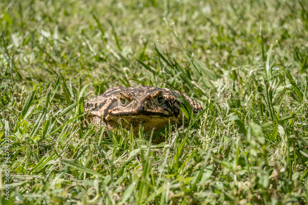 Fototapeta premium Toad that is in the grass