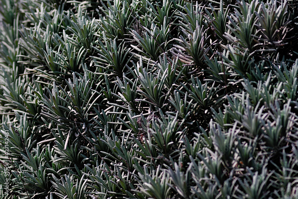 grass in the garden grass in the garden
