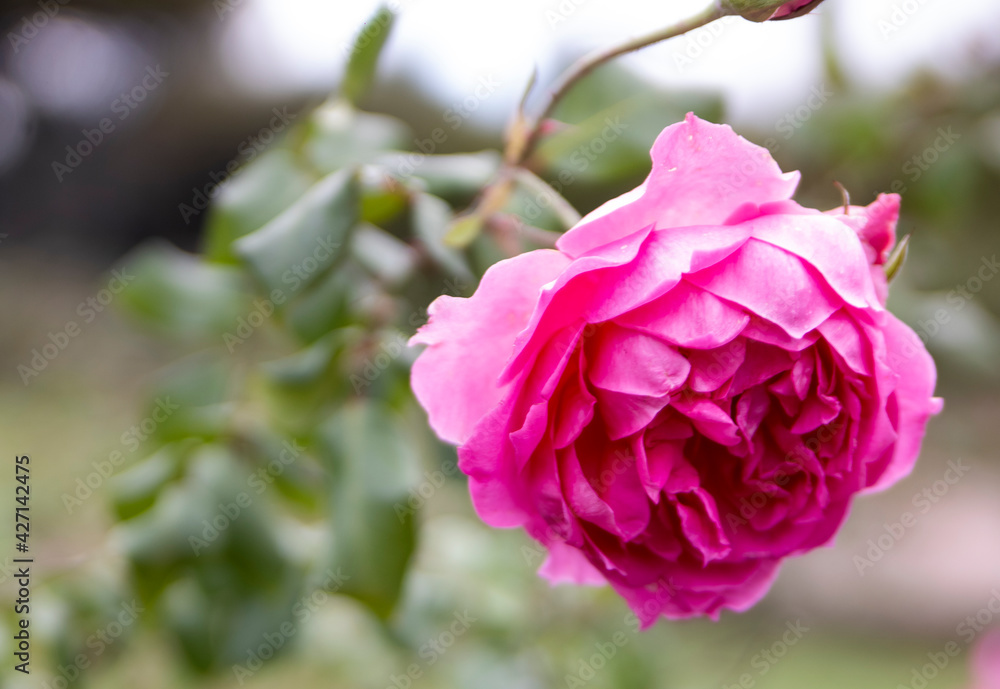 Rosa florecida en el Rosedal de Montevideo
Rosa florecida en el Rosedal de Montevideo