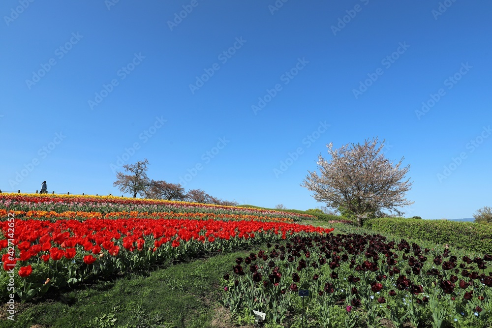 馬見丘陵公園　チューリップフェア