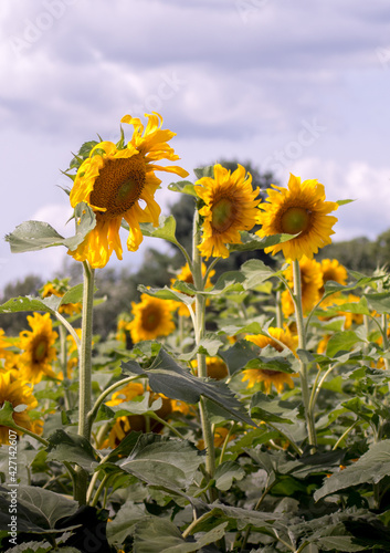 Happy sunflowers in a showy field of gold