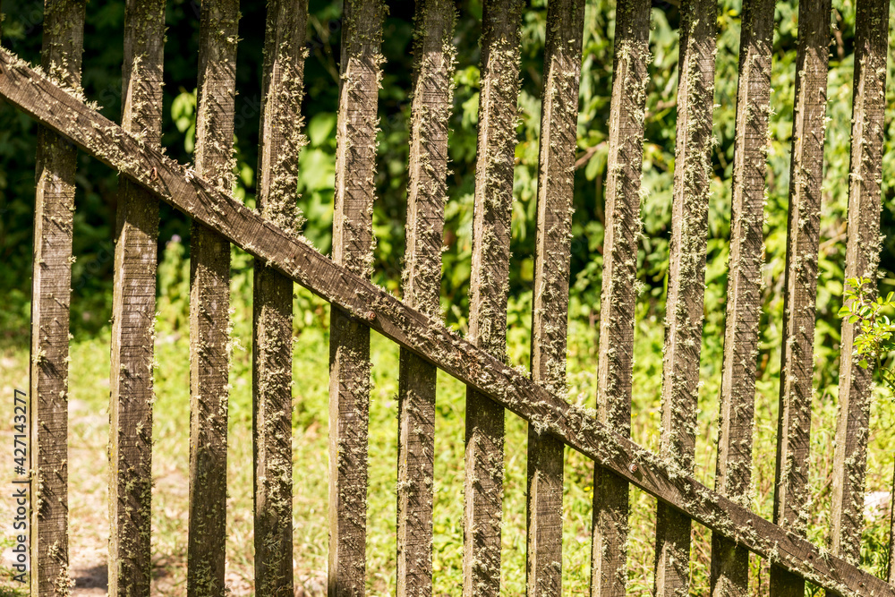Detail of old vertical barred farm gate in which small plants grew Detail of old vertical barred farm gate in which small plants grew