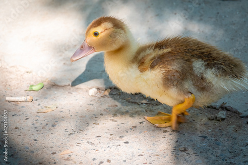 Cute little ducklings standing in a lake coast © Dmitrii Potashkin