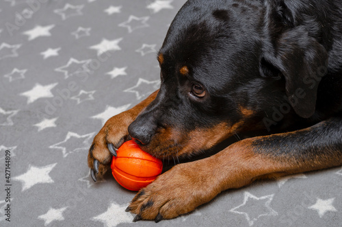 Portrait of an adult female Rottweiler with a red rubber ball on