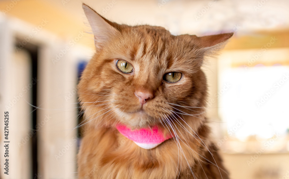 Unhappy tabby cat with a pink bandage poses with a upset look on her face
