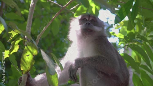 Long-tailed Macaque (Crab-eating Macaque or Macaca fascicularis) looking around sit on tree branches yawning in tropical rainforest, Gunung Lambak, Malaysia. photo